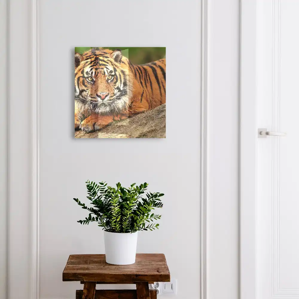 Kulcsszekrény pihenő tigris mintával